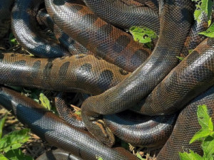 Biólogo explica por que sucuris atraem vários machos e formam ‘bolo’ durante acasalamento