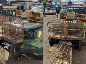 BPMA apreende muitos pássaros e autua quatro homens em feira livre de Barbalha