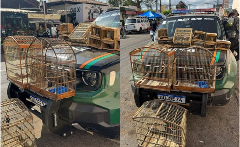BPMA apreende muitos pássaros e autua quatro homens em feira livre de Barbalha