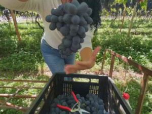 Uva núbia poderá movimentar R$ 130 milhões na safra deste ano na região de Jales (SP)