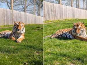 Homem morre após entrar em jaula de tigre em zoológico no Reino Unido